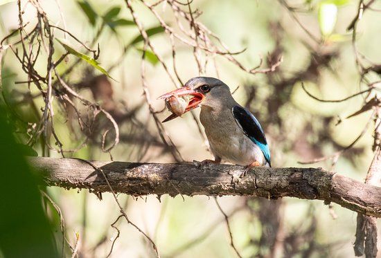 Amanzimtoti Bird Sanctuary